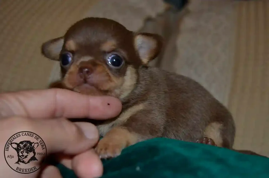 cachorros Chihuahuas